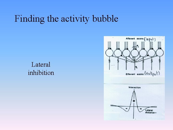 Finding the activity bubble Lateral inhibition 