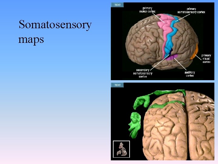 Somatosensory maps 