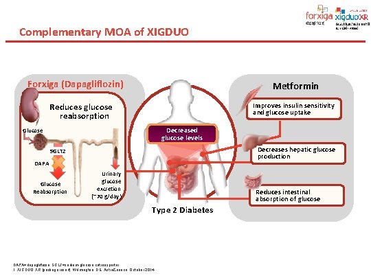 Complementary MOA of XIGDUO Forxiga (Dapagliflozin) Metformin Improves insulin sensitivity and glucose uptake Reduces