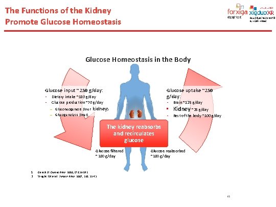 The Functions of the Kidney Promote Glucose Homeostasis in the Body Glucose input ~250