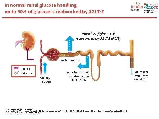 In normal renal glucose handling, up to 90% of glucose is reabsorbed by SGLT-2