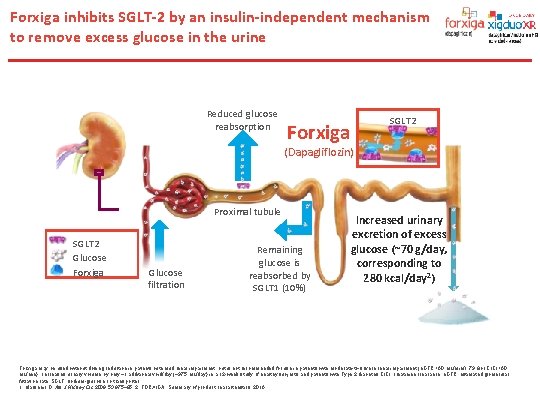 Forxiga inhibits SGLT-2 by an insulin-independent mechanism to remove excess glucose in the urine