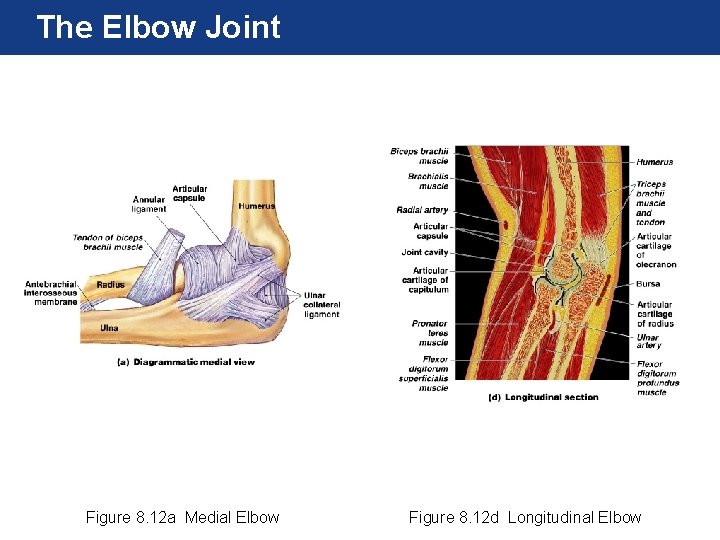 The Elbow Joint Figure 8. 12 a Medial Elbow Figure 8. 12 d Longitudinal The Elbow Joint Figure 8. 12 a Medial Elbow Figure 8. 12 d Longitudinal