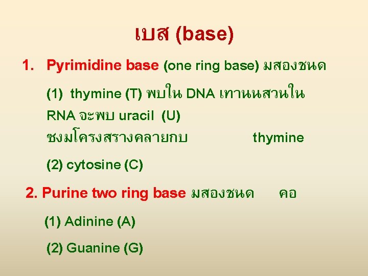 เบส (base) 1. Pyrimidine base (one ring base) มสองชนด (1) thymine (T) พบใน DNA