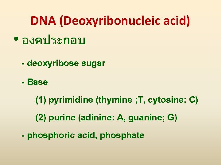 DNA (Deoxyribonucleic acid) • องคประกอบ - deoxyribose sugar - Base (1) pyrimidine (thymine ;