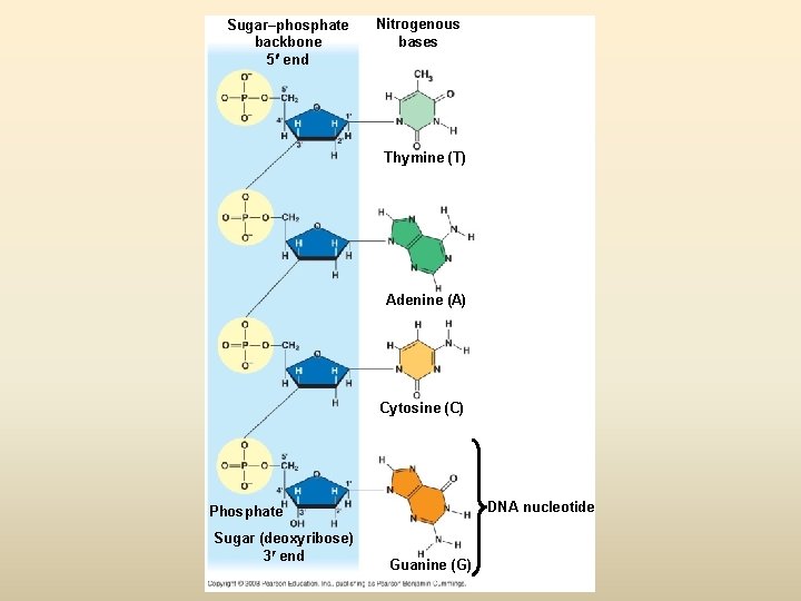 Sugar–phosphate backbone 5 end Nitrogenous bases Thymine (T) Adenine (A) Cytosine (C) DNA nucleotide