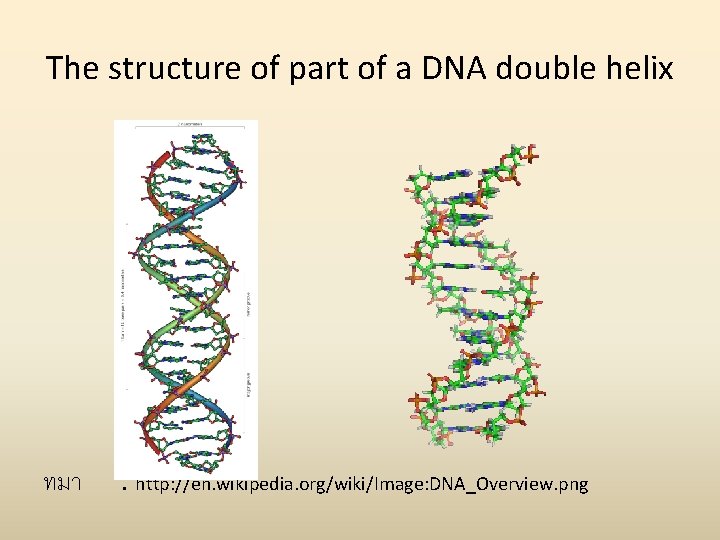 The structure of part of a DNA double helix ทมา : http: //en. wikipedia.