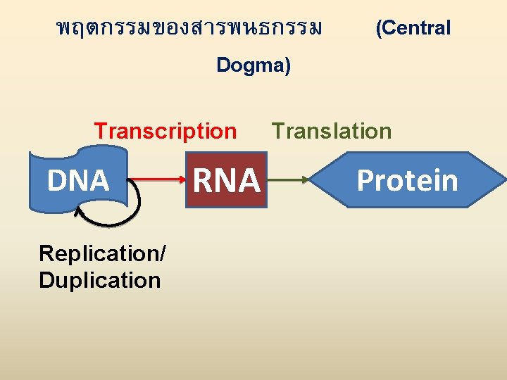 พฤตกรรมของสารพนธกรรม Dogma) Transcription DNA Replication/ Duplication RNA (Central Translation Protein 