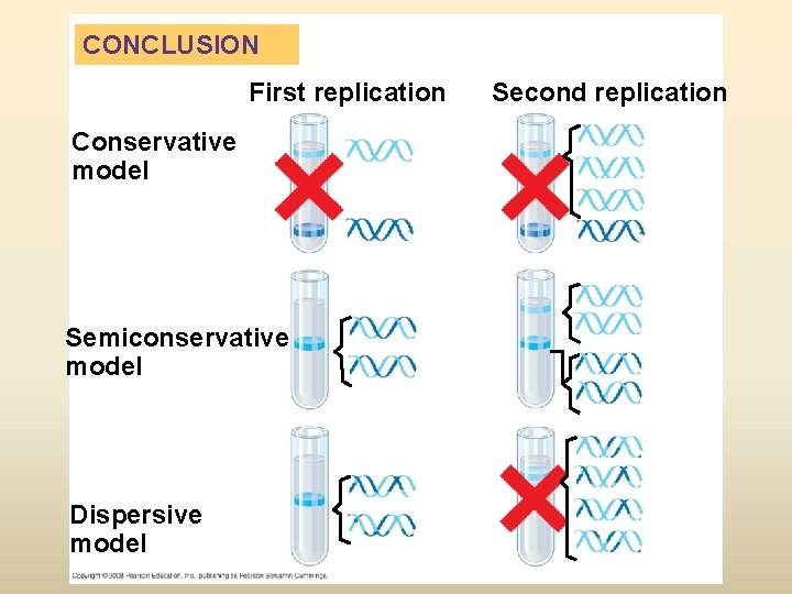 CONCLUSION First replication Conservative model Semiconservative model Dispersive model Second replication 