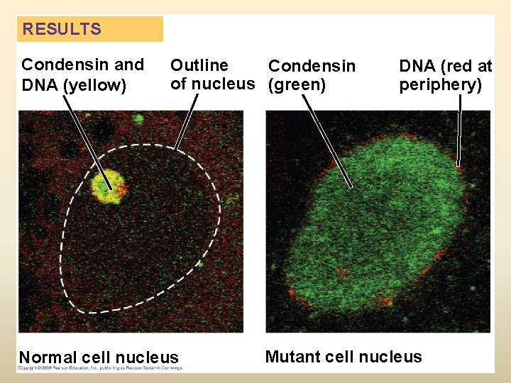 RESULTS Condensin and DNA (yellow) Outline Condensin of nucleus (green) Normal cell nucleus DNA