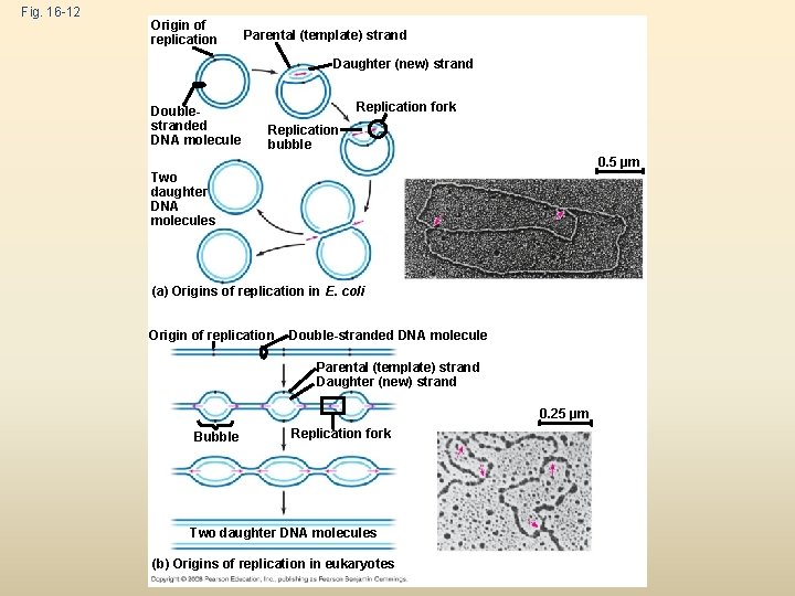 Fig. 16 -12 Origin of replication Parental (template) strand Daughter (new) strand Doublestranded DNA