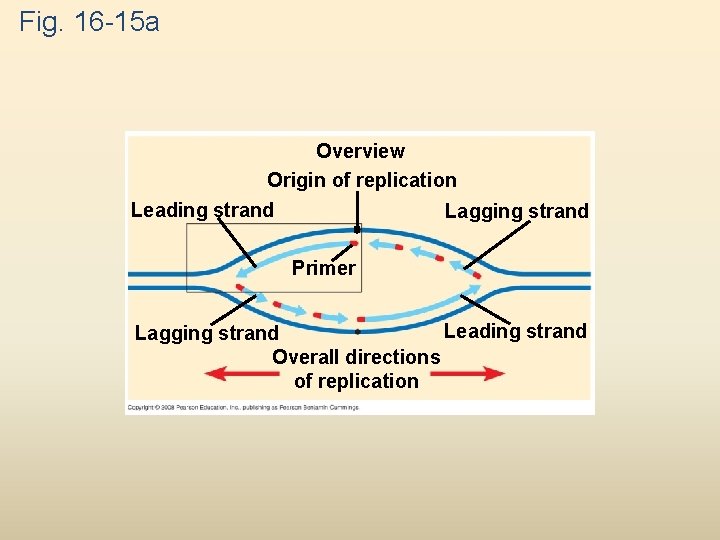 Fig. 16 -15 a Overview Origin of replication Leading strand Lagging strand Primer Leading