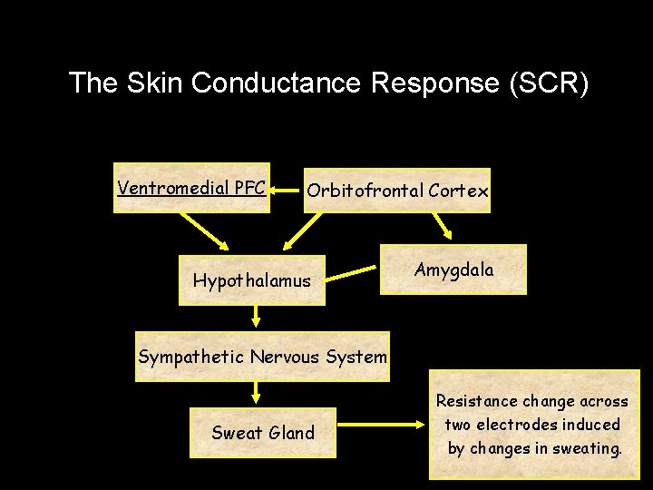 The Skin Conductance Response (SCR) Ventromedial PFC Orbitofrontal Cortex Hypothalamus Amygdala Sympathetic Nervous System