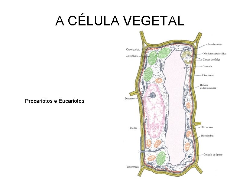A CÉLULA VEGETAL Procariotos e Eucariotos 