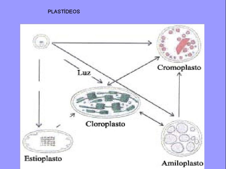 PLASTÍDEOS 