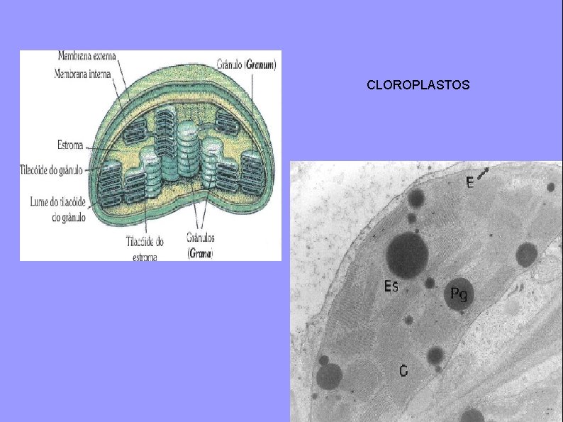 CLOROPLASTOS 