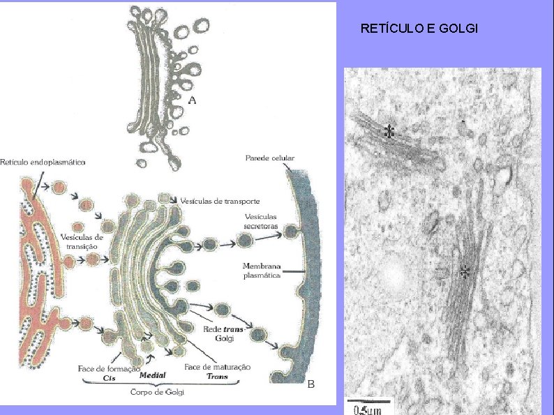 RETÍCULO E GOLGI 