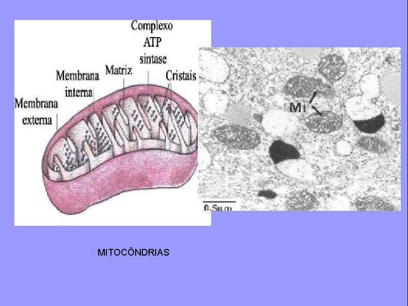 MITOCÔNDRIAS 