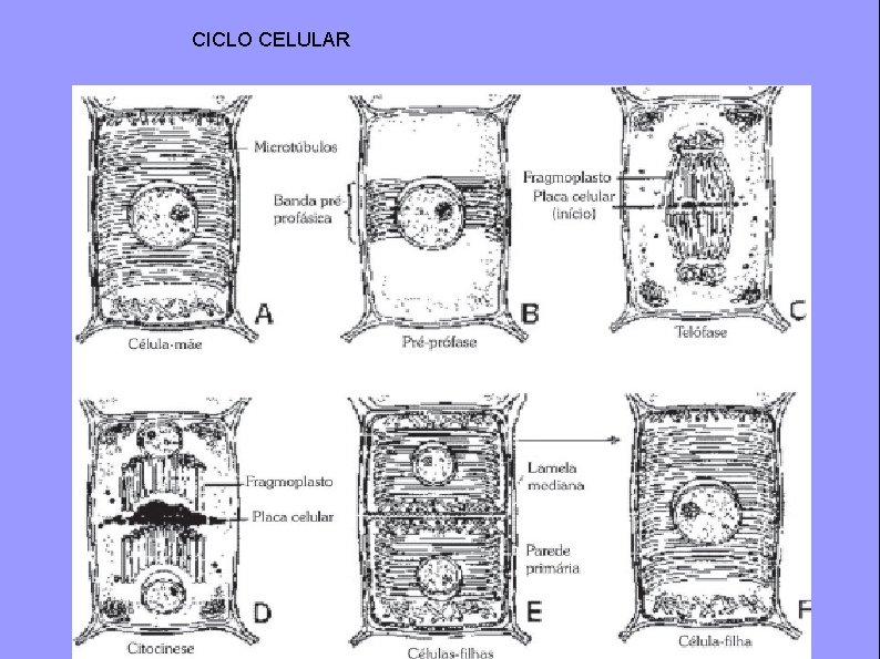 CICLO CELULAR 