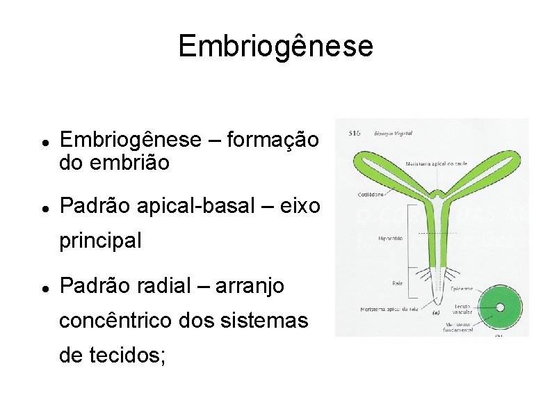 Embriogênese – formação do embrião Padrão apical-basal – eixo principal Padrão radial – arranjo