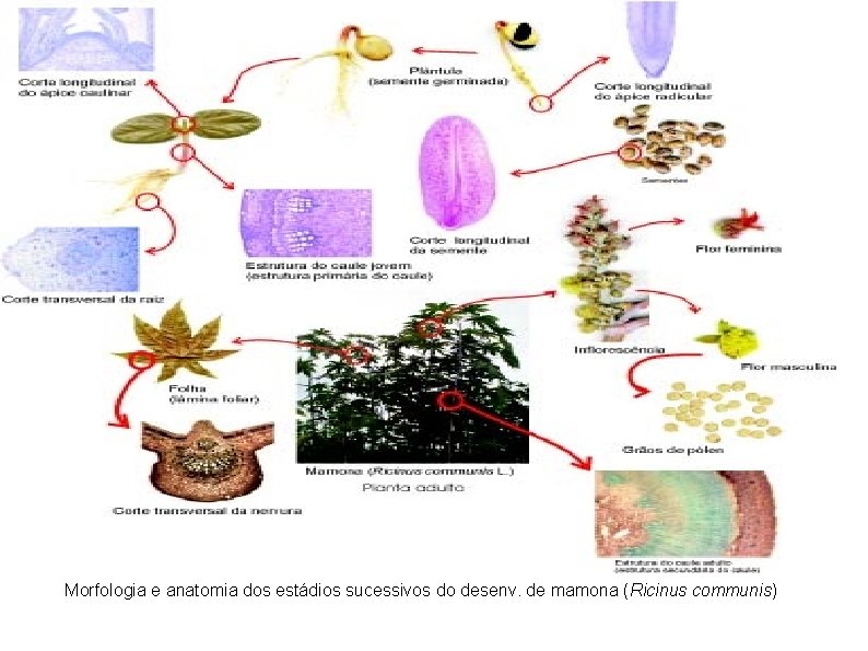 Morfologia e anatomia dos estádios sucessivos do desenv. de mamona (Ricinus communis) 