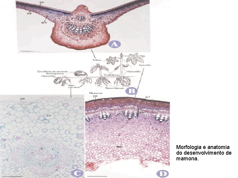 Morfologia e anatomia do desenvolvimento de mamona. 