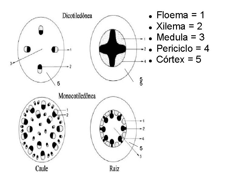  5 5 Floema = 1 Xilema = 2 Medula = 3 Periciclo =