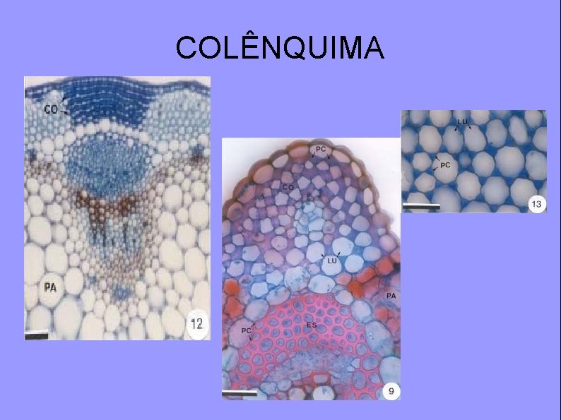 COLÊNQUIMA 