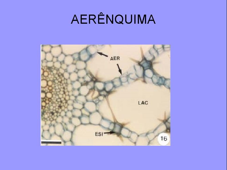 AERÊNQUIMA 