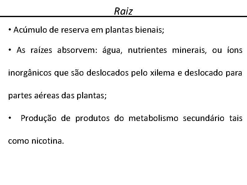 Raiz • Acúmulo de reserva em plantas bienais; • As raízes absorvem: água, nutrientes