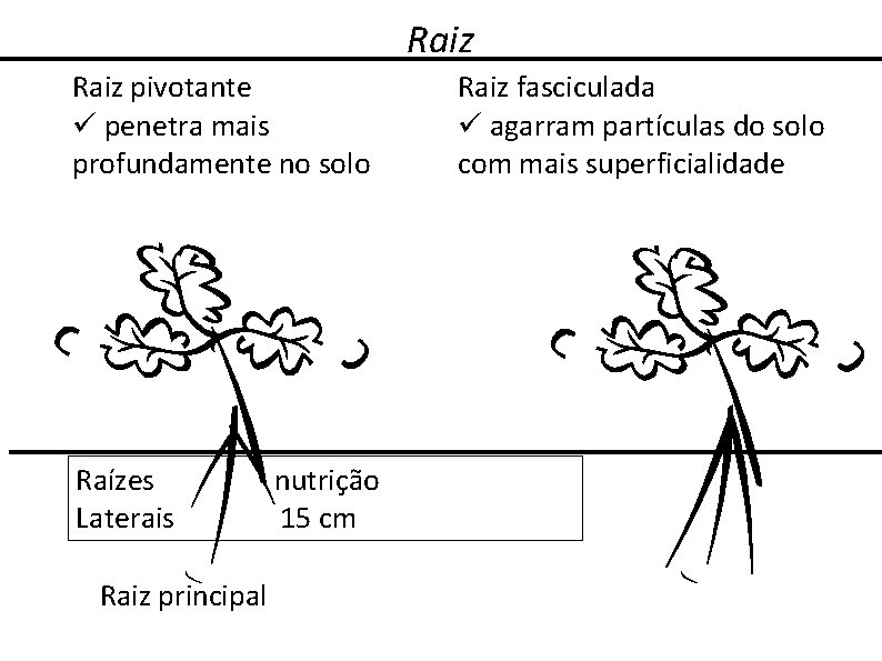 Raiz pivotante penetra mais profundamente no solo Raízes Laterais Raiz principal nutrição 15 cm