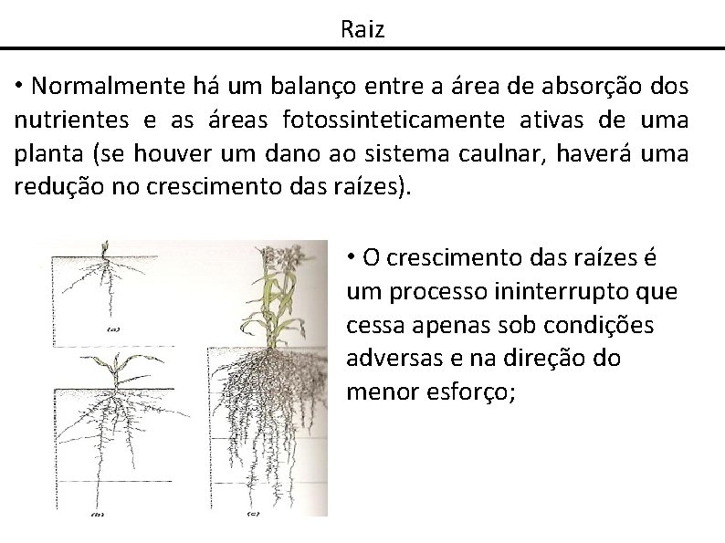 Raiz • Normalmente há um balanço entre a área de absorção dos nutrientes e