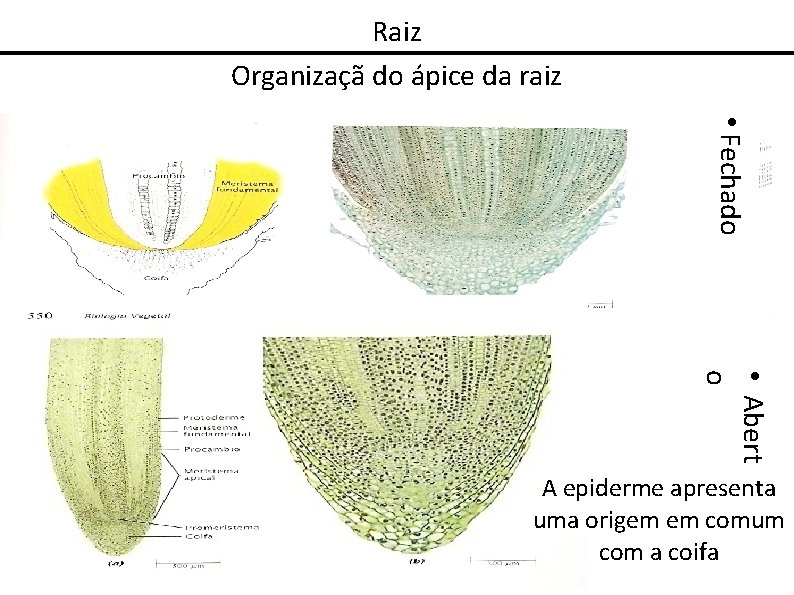 Raiz Organizaçã do ápice da raiz • Fechado • Abert o A epiderme apresenta