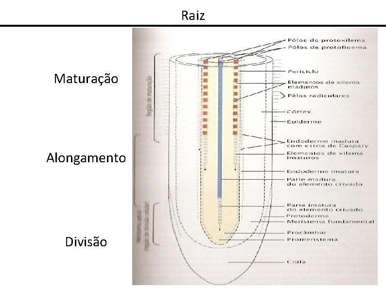 Raiz Maturação Alongamento Divisão 