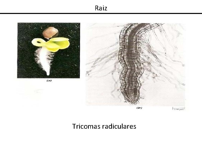 Raiz Tricomas radiculares 