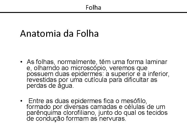 Folha Anatomia da Folha • As folhas, normalmente, têm uma forma laminar e, olharndo