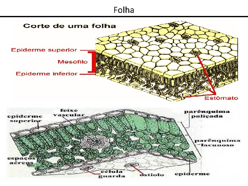 Folha 