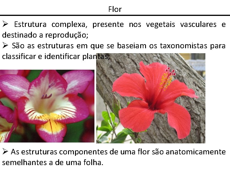 Flor Estrutura complexa, presente nos vegetais vasculares e destinado a reprodução; São as estruturas