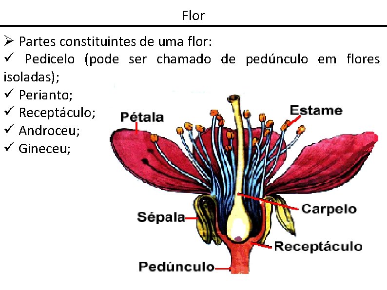 Flor Partes constituintes de uma flor: Pedicelo (pode ser chamado de pedúnculo em flores