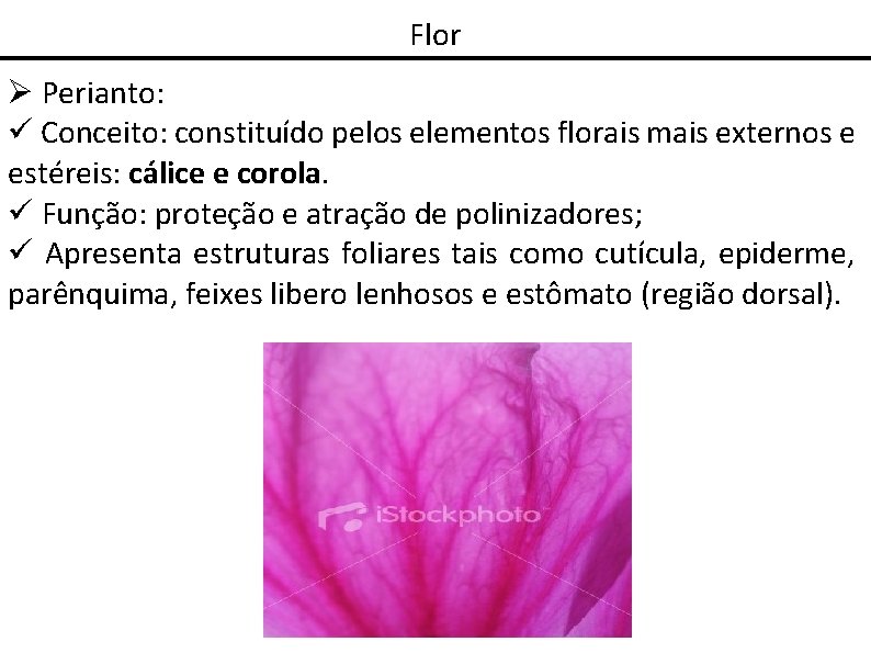 Flor Perianto: Conceito: constituído pelos elementos florais mais externos e estéreis: cálice e corola.