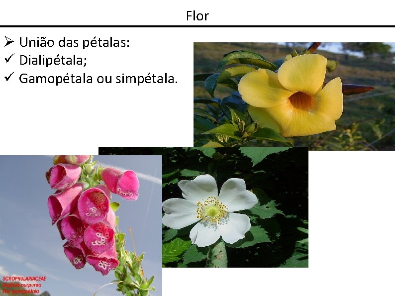 Flor União das pétalas: Dialipétala; Gamopétala ou simpétala. 