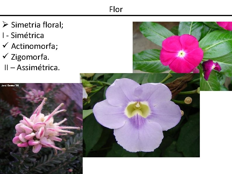 Flor Simetria floral; I - Simétrica Actinomorfa; Zigomorfa. II – Assimétrica. 