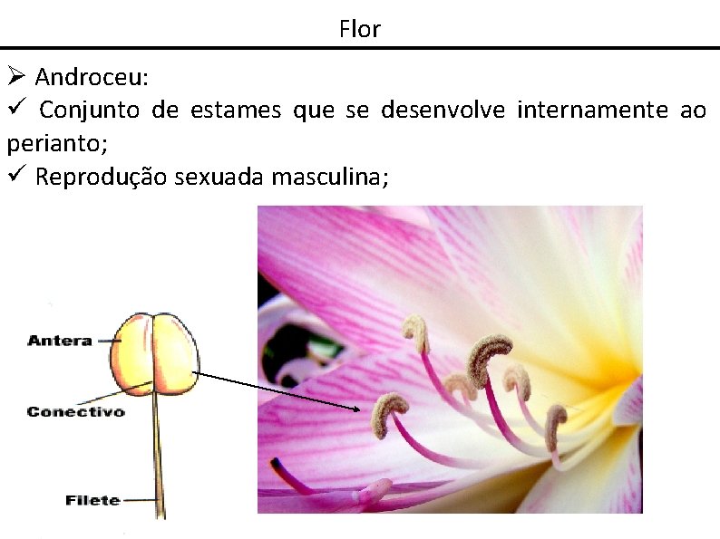 Flor Androceu: Conjunto de estames que se desenvolve internamente ao perianto; Reprodução sexuada masculina;