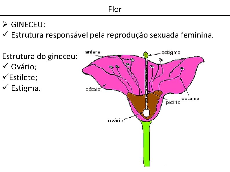 Flor GINECEU: Estrutura responsável pela reprodução sexuada feminina. Estrutura do gineceu: Ovário; Estilete; Estigma.