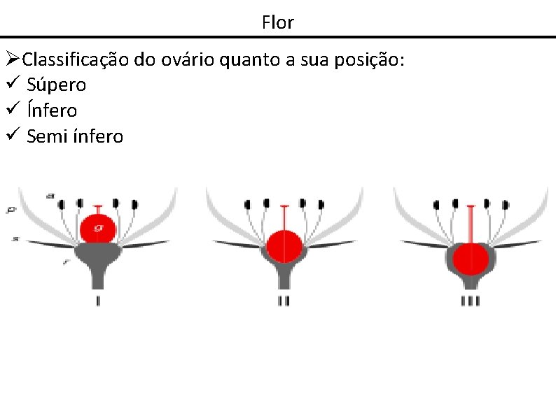 Flor Classificação do ovário quanto a sua posição: Súpero Ínfero Semi ínfero 