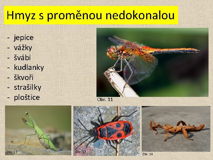 Hmyz s proměnou nedokonalou - jepice vážky švábi kudlanky škvoři strašilky ploštice Obr. 12