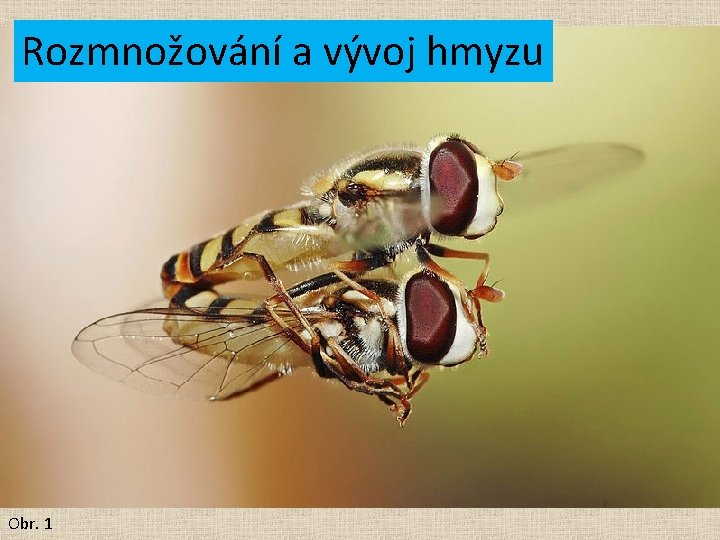 Rozmnožování a vývoj hmyzu Obr. 1 