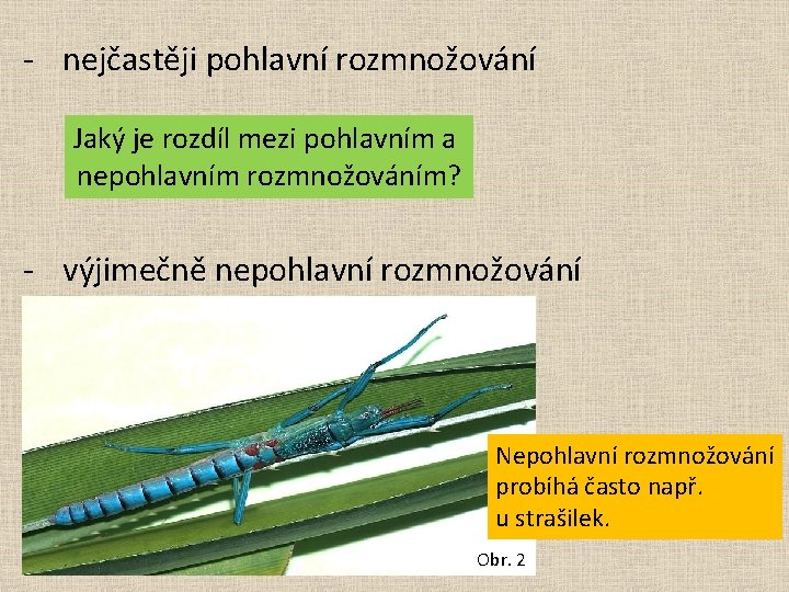 - nejčastěji pohlavní rozmnožování Jaký je rozdíl mezi pohlavním a nepohlavním rozmnožováním? - výjimečně