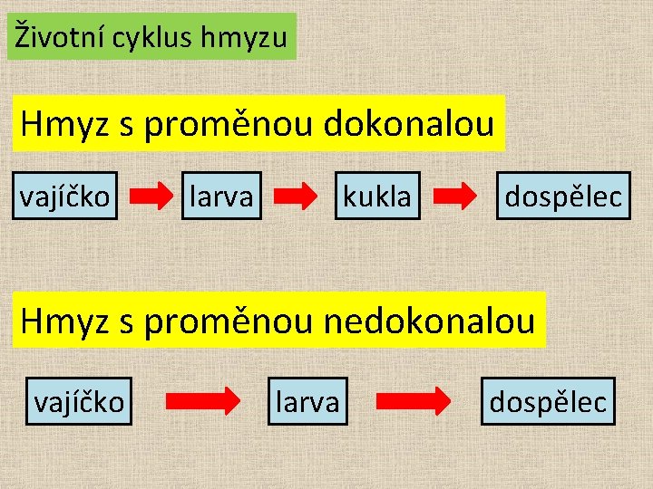 Životní cyklus hmyzu Hmyz s proměnou dokonalou vajíčko larva kukla dospělec Hmyz s proměnou