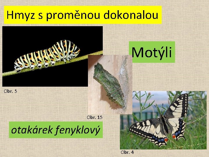 Hmyz s proměnou dokonalou Motýli Obr. 5 Obr. 15 otakárek fenyklový Obr. 4 